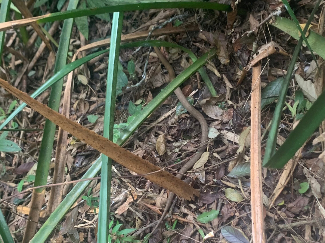 Parque Ecologico Imigrantes-圣贝尔纳多-杜坎普必去景点