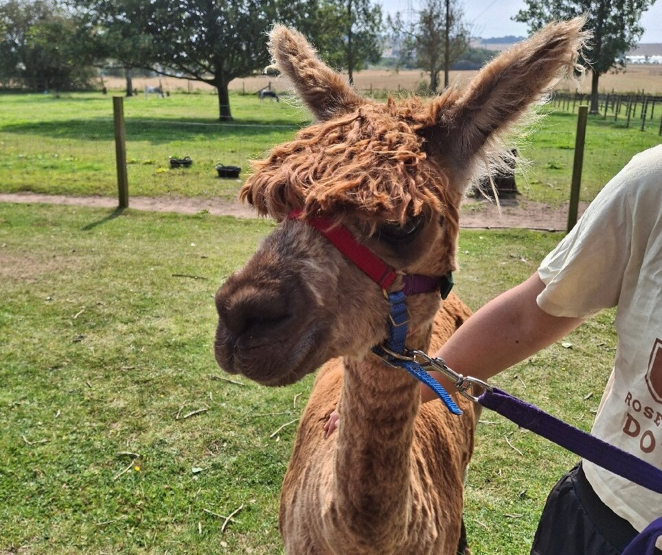 Balnuith Alpacas-敦提必去景点