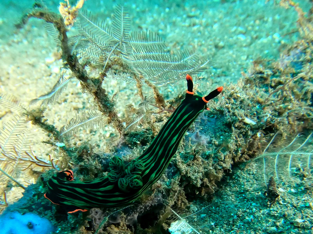 Dive Society Dauin-岛印必去景点