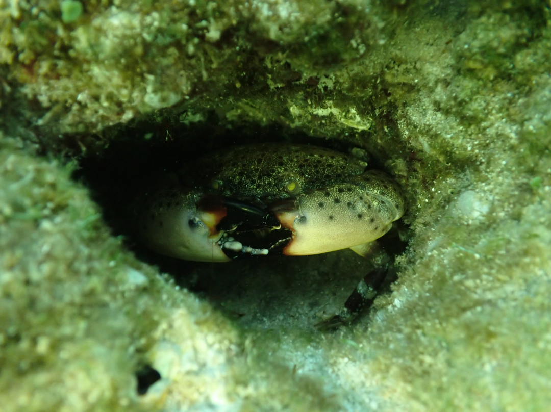 Suncoast Scalloping