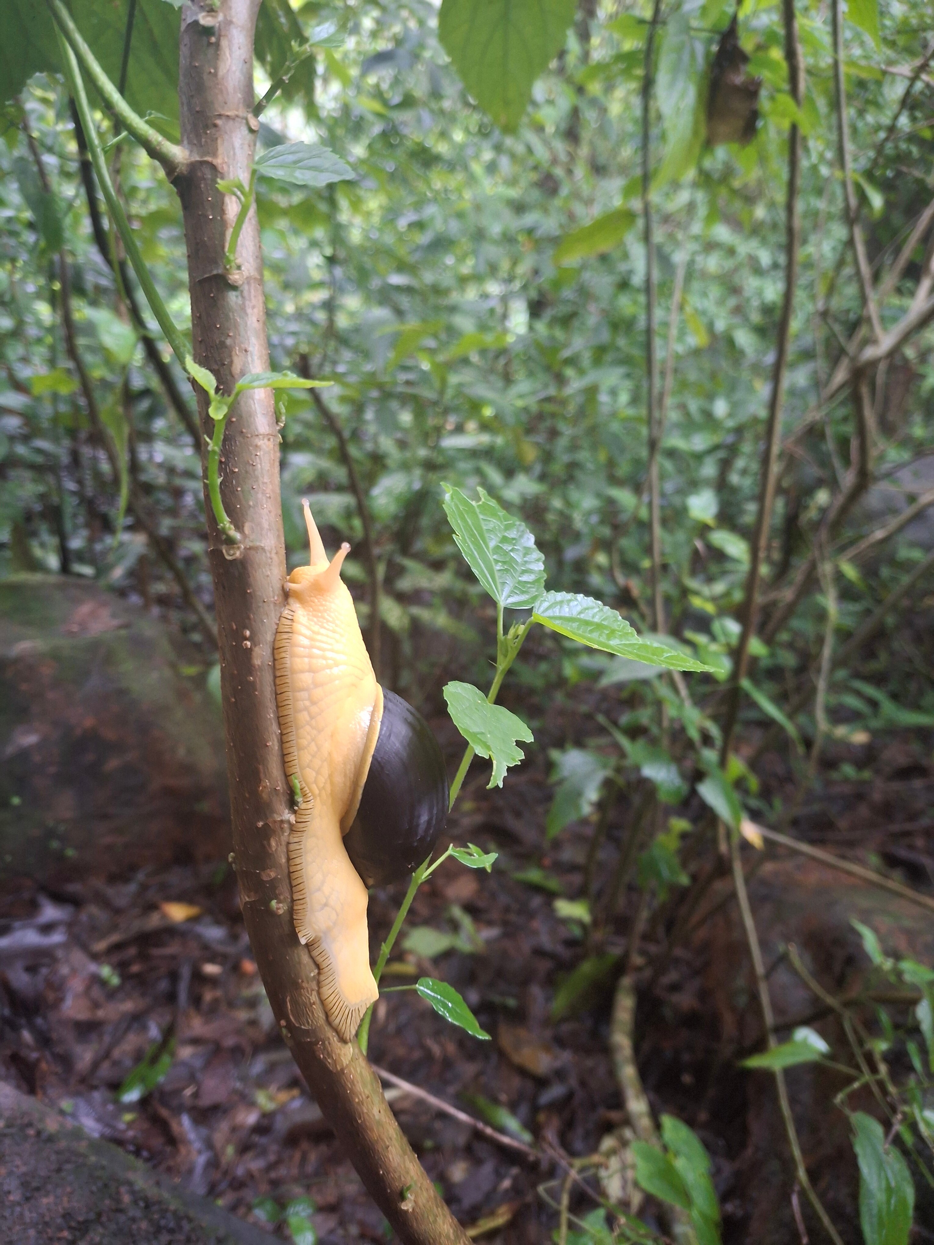 Wayanad Wild, CGH Earth-浴室
