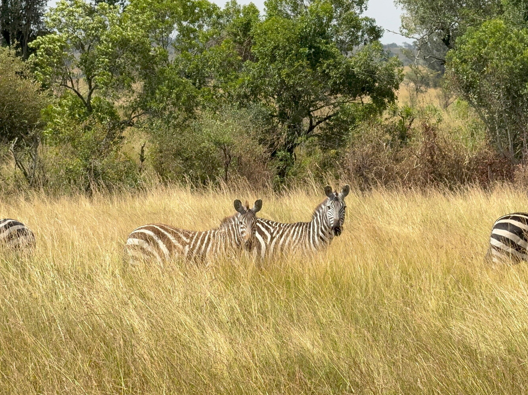 Tazama Africa Tours and Safari-阿鲁沙国家公园必去景点