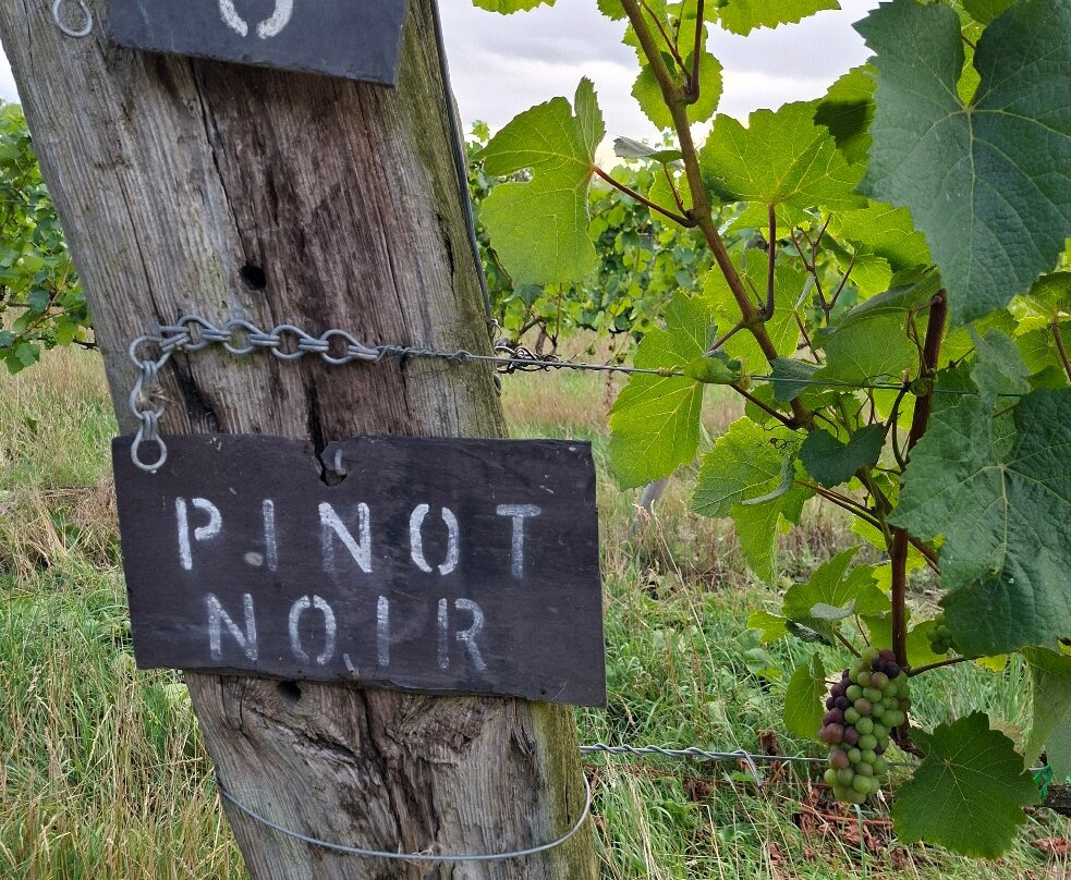 Valley Farm Vineyards-Wissett必去景点