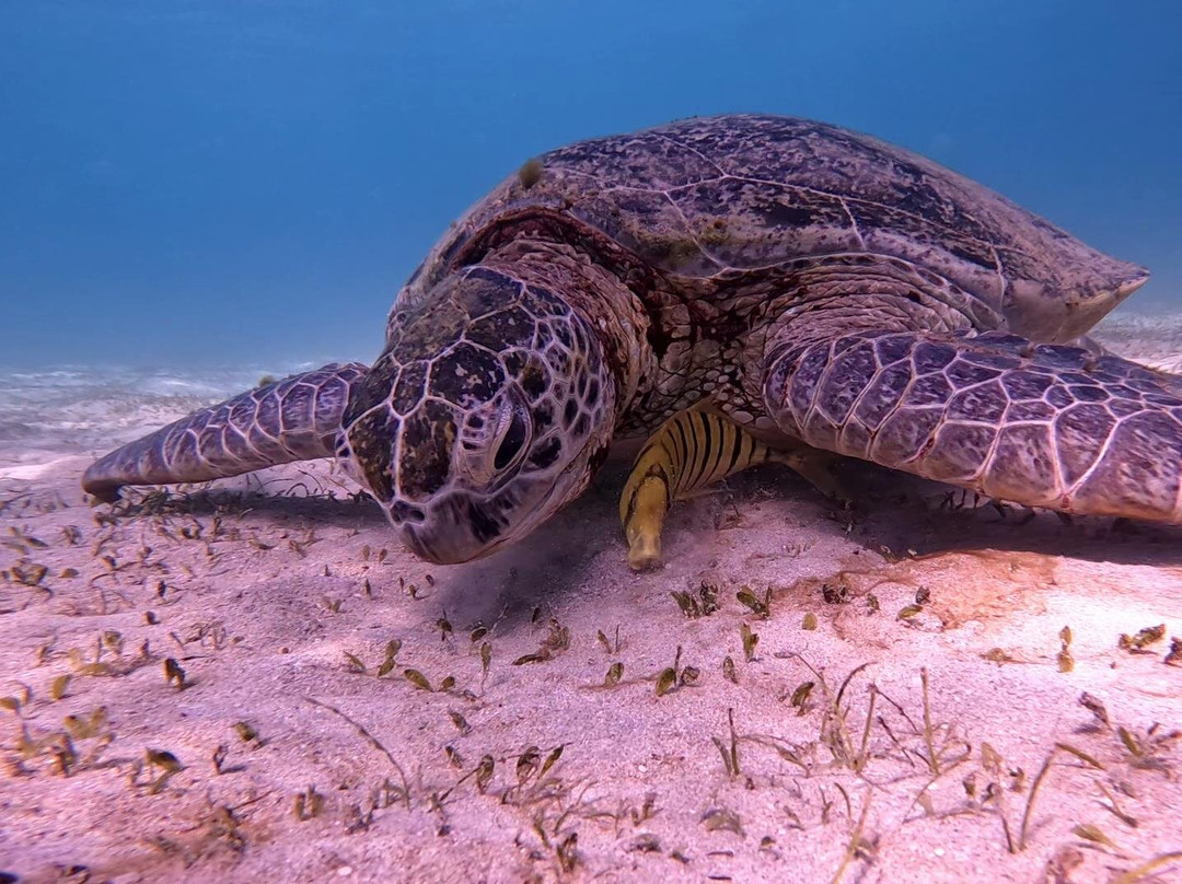 Marsa Mubarak-马萨阿拉姆必去景点