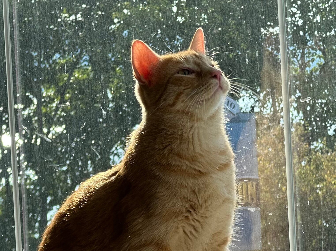 Osprey Inn B & B主图