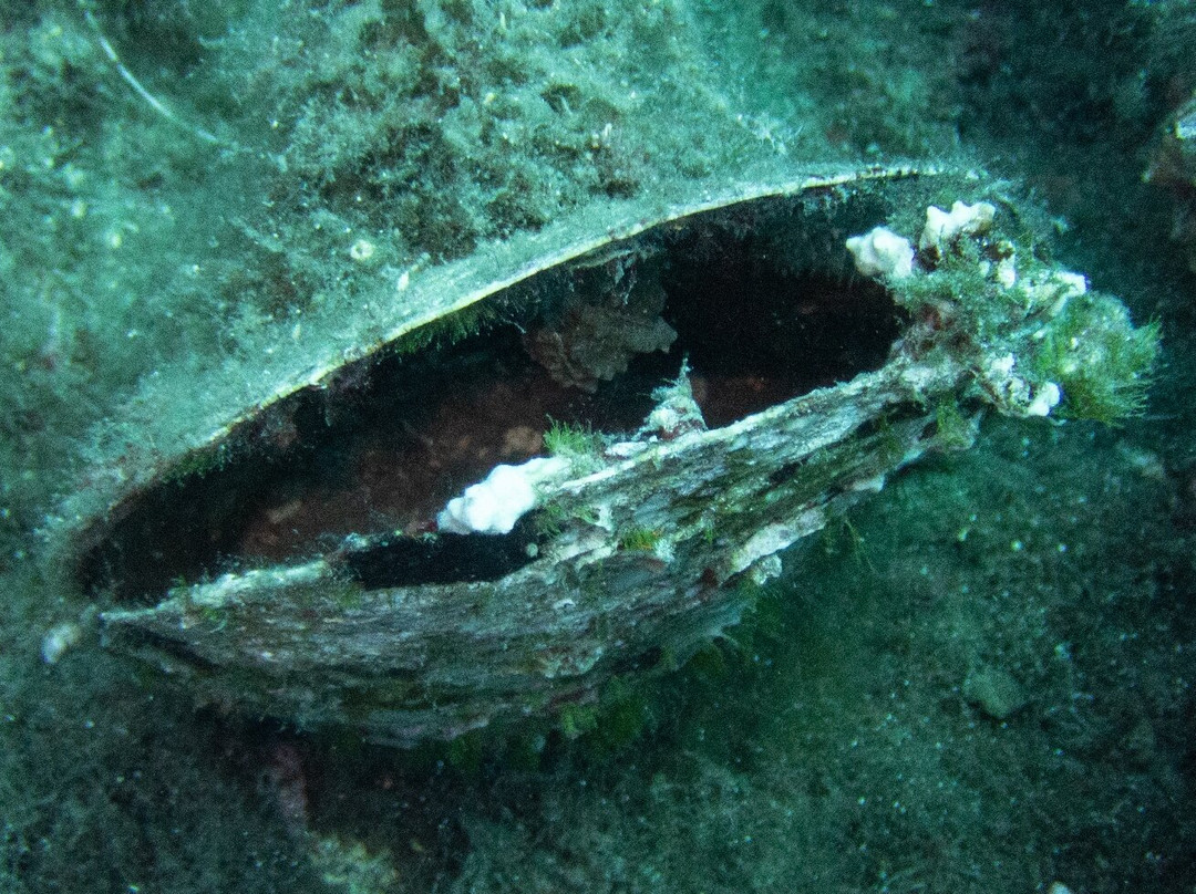 Aqua Element Diving-San Giorgio必去景点