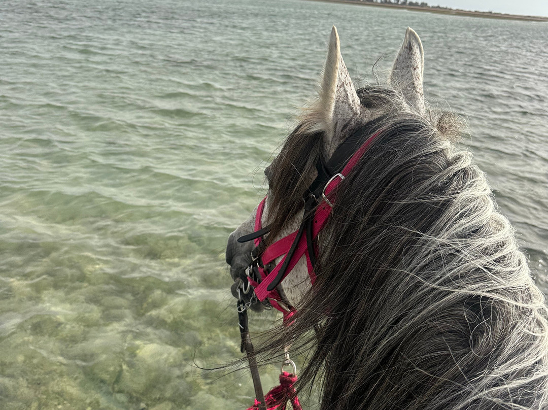 Nour Equestre Djerba