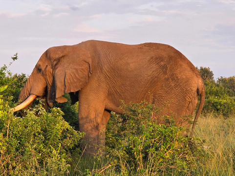 EBS TOURS AND SAFARIS-坎帕拉必去景点