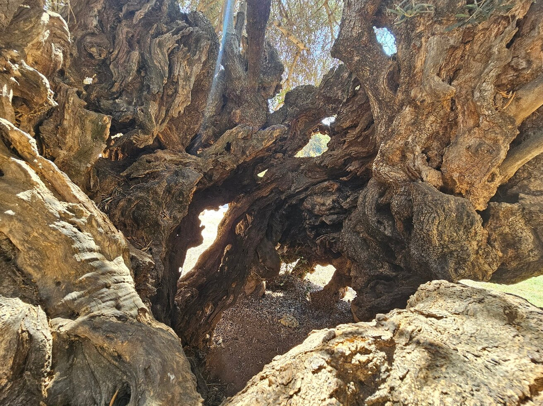 Olive Tree Museum of Vouves-Vouves必去景点