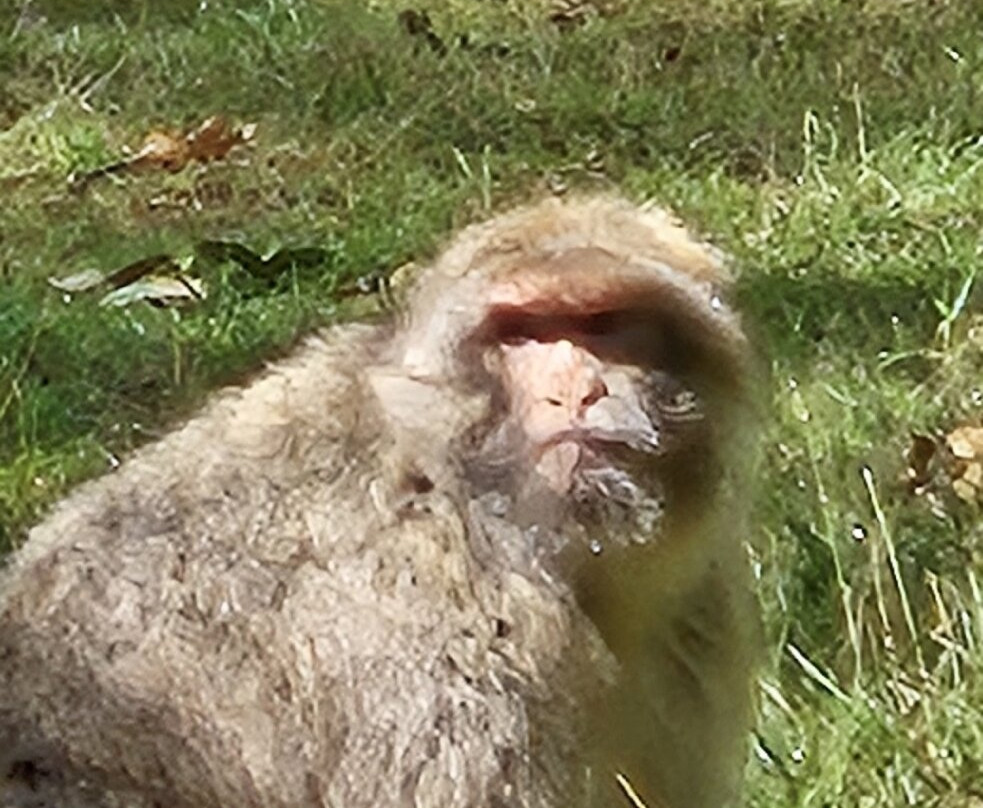 Trentham Monkey Forest-特伦特河畔斯托克必去景点