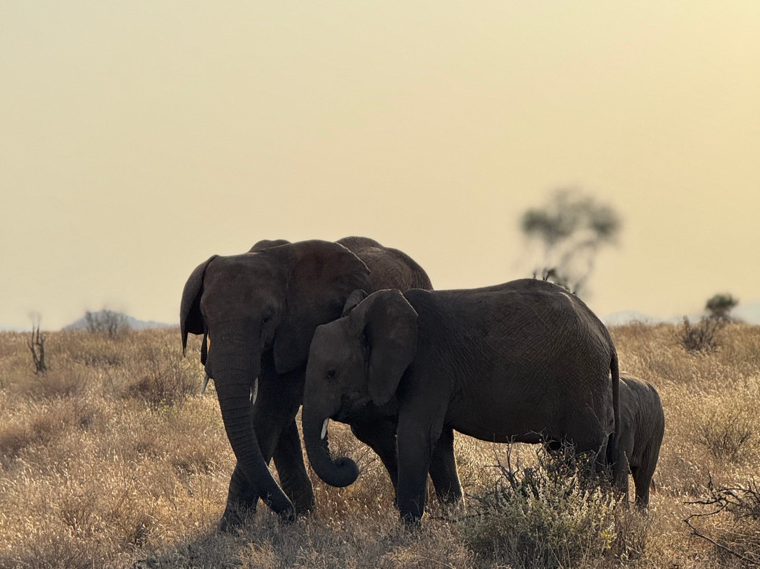 Nature Insight Safaris-内罗毕必去景点