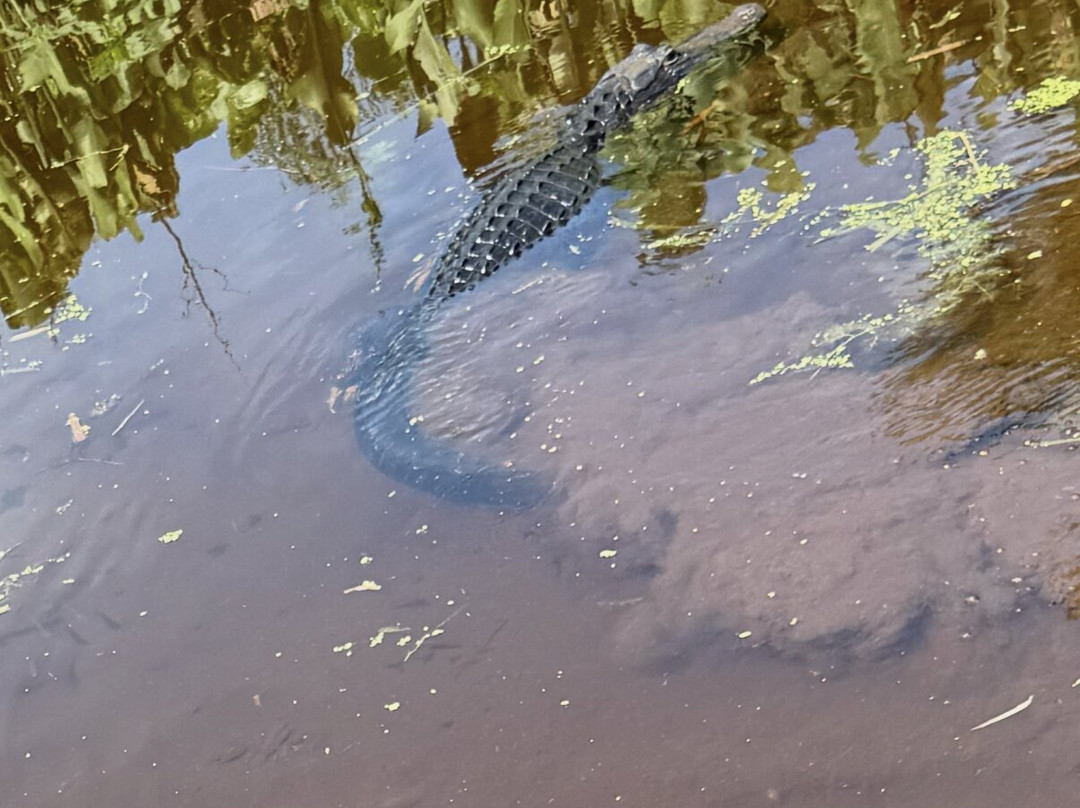 Swamp Fever Airboat Adventures-Lake Panasoffkee必去景点