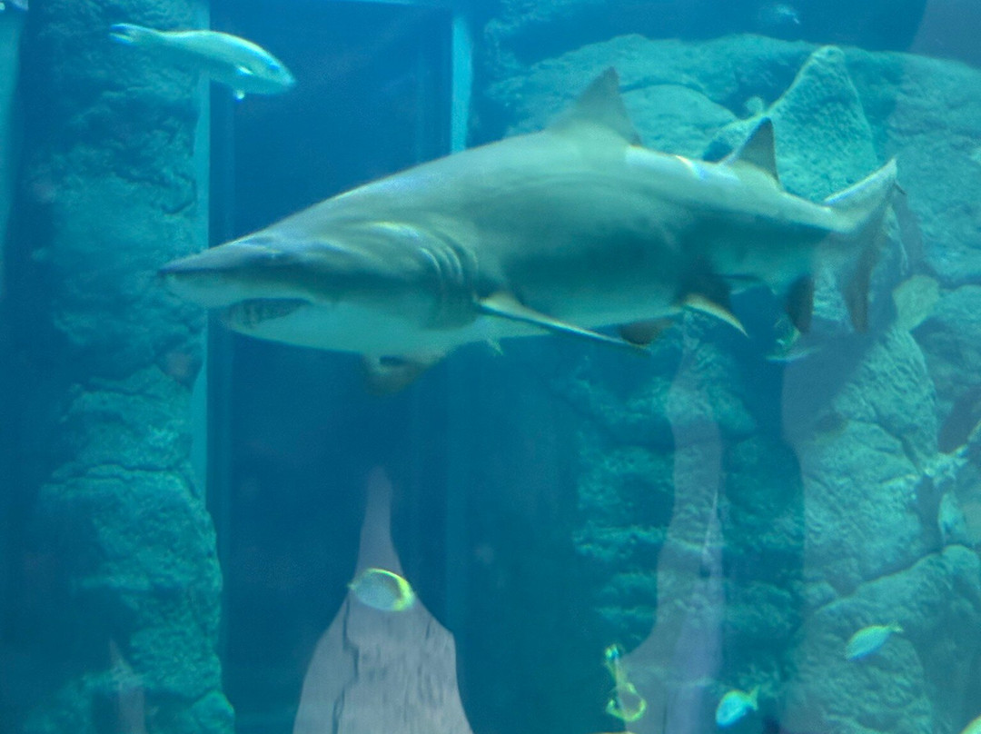 Odysseo Oceanarium Mauritius-路易士港必去景点