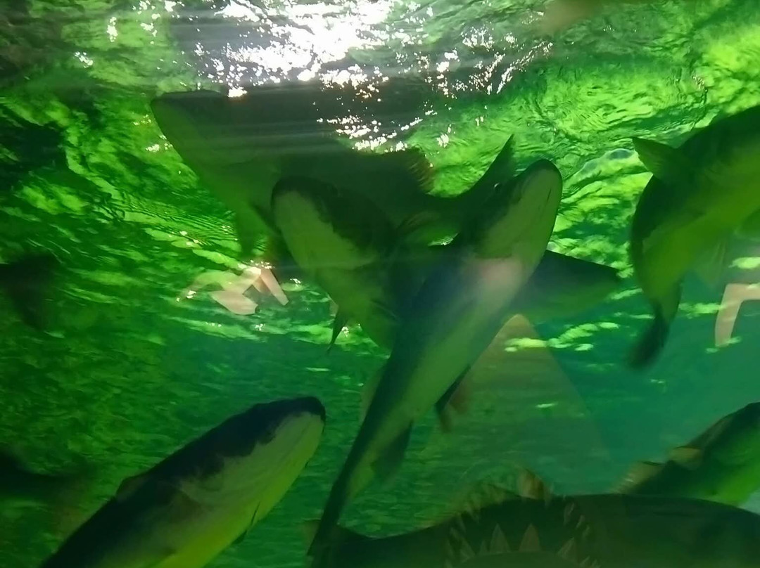 Galway Atlantaquaria-戈尔韦必去景点