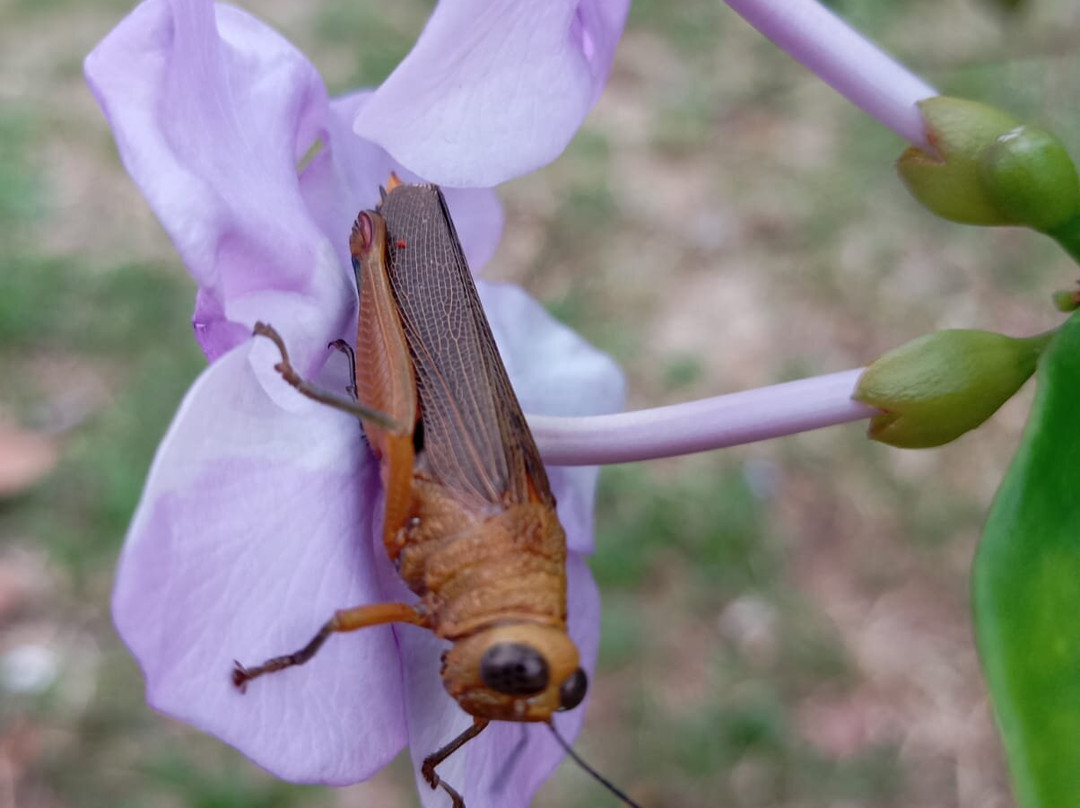 Aqua Amazon Xtreme-伊基托斯必去景点