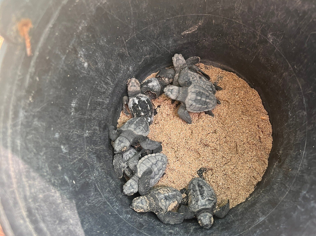 Projeto Biodiversidade-圣塔玛丽亚必去景点