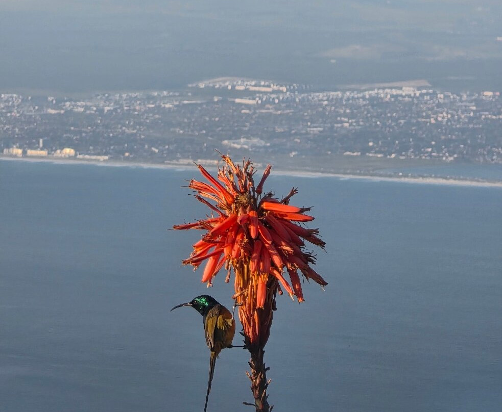Earthstompers Adventures-开普敦中心区必去景点