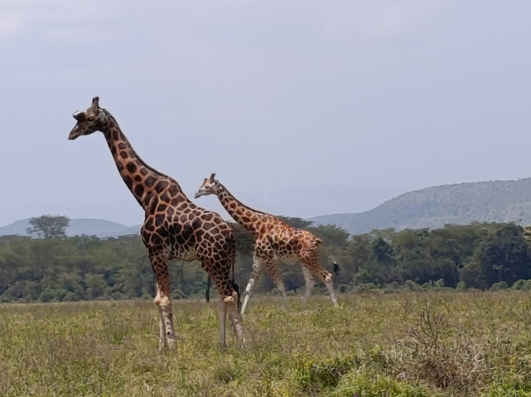 Nature Insight Safaris-内罗毕必去景点