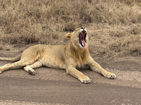 Great Horizon Trails-内罗毕必去景点