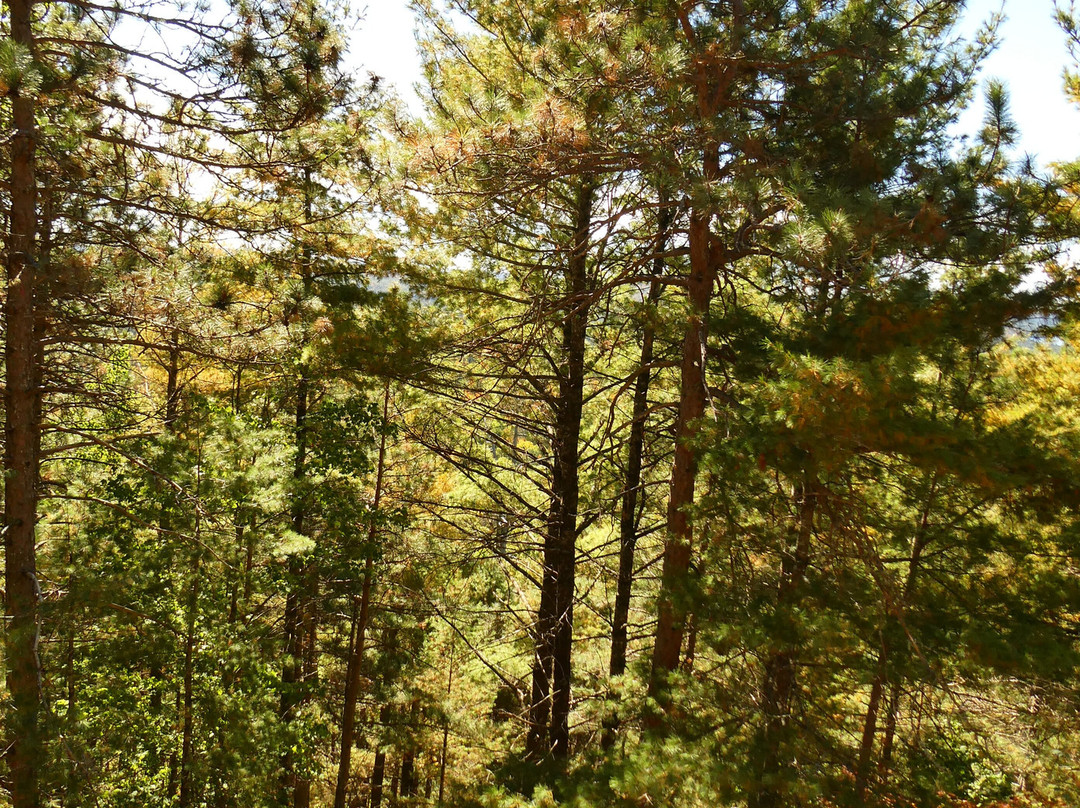 Lookout Trail-阿冈昆公园必去景点