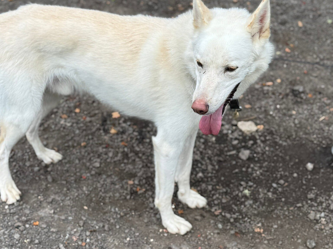 Arctic Quest Sled Dog Adventures-图克斯伯里必去景点