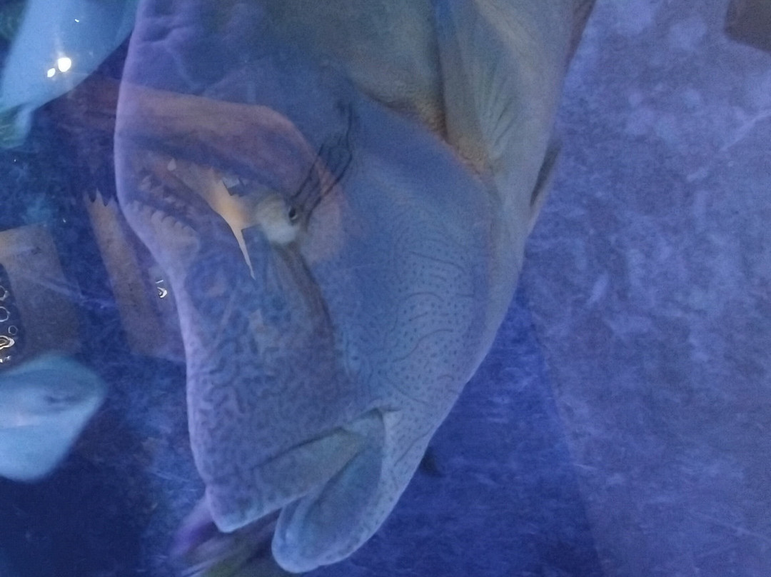 Seaquarium Institut Marin-勒格罗迪鲁瓦必去景点