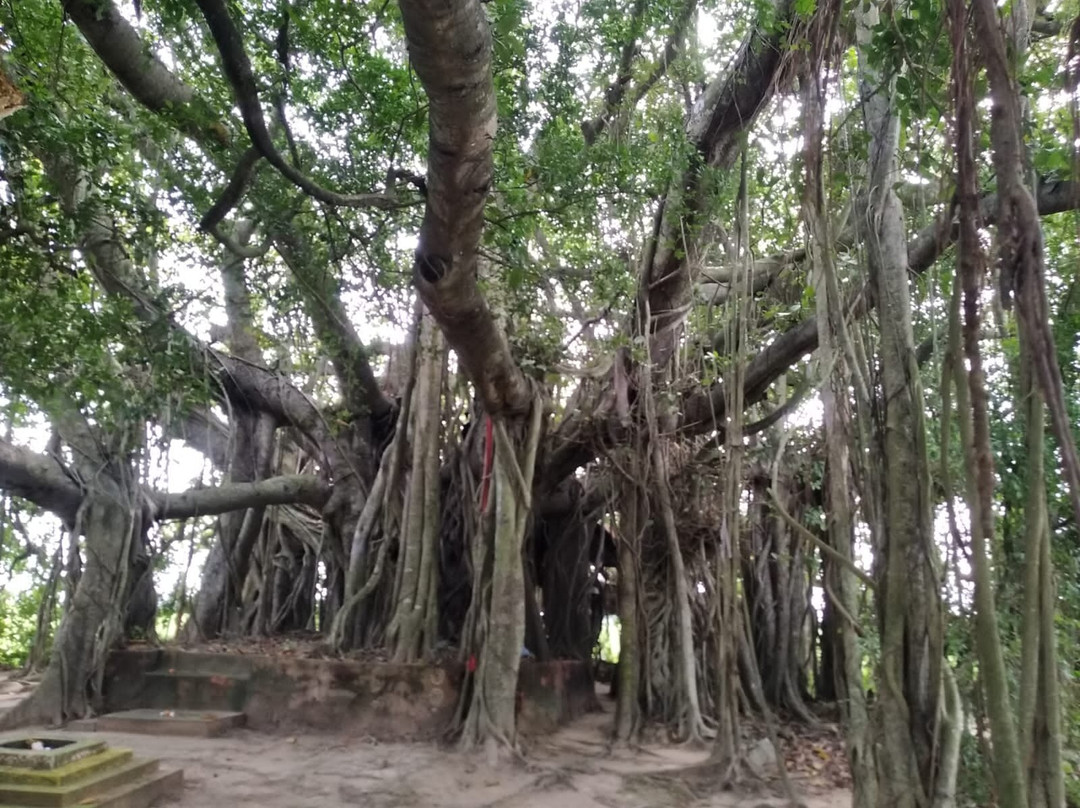 Heritage Home Stays, Amadpur