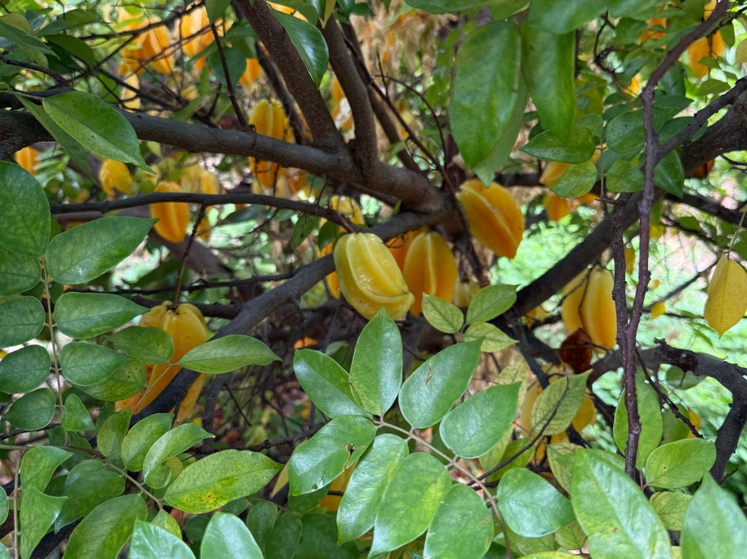 Malolo Farm - Proteas Of Maui-库拉必去景点