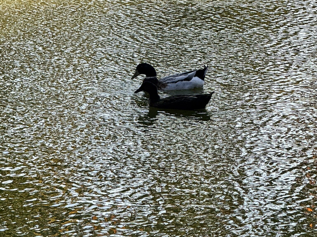 Fazendinha Dom Bosco-Brazlandia必去景点