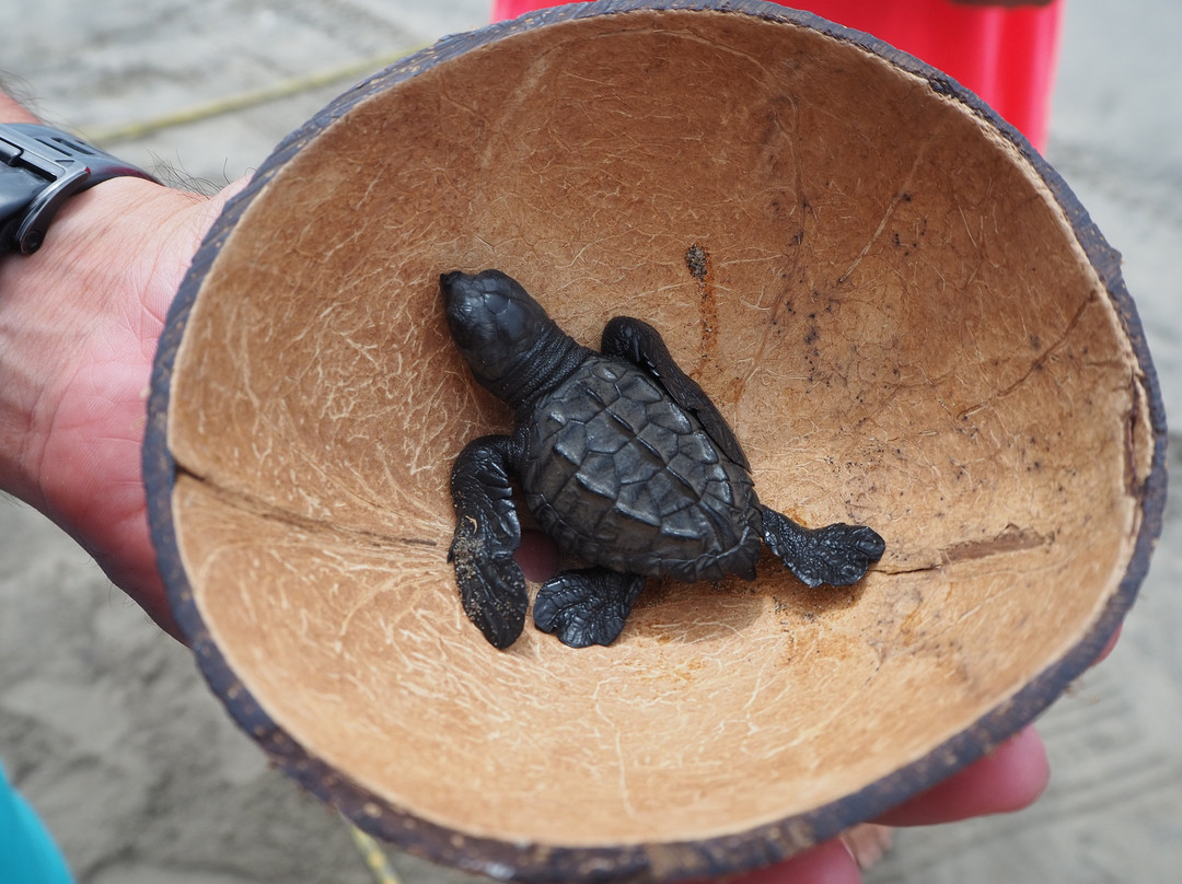 Campamento Tortuguero Playa Hermosa-阿卡普尔科必去景点