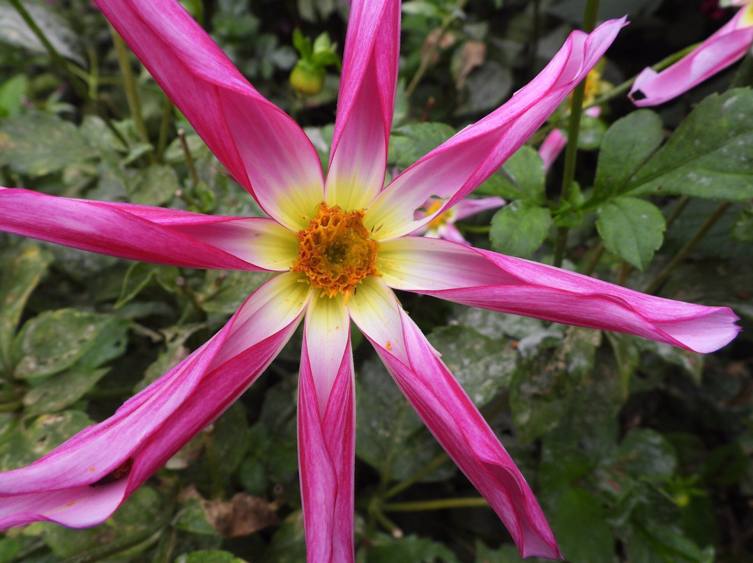 Bicton Park Botanical Gardens-Bicton必去景点