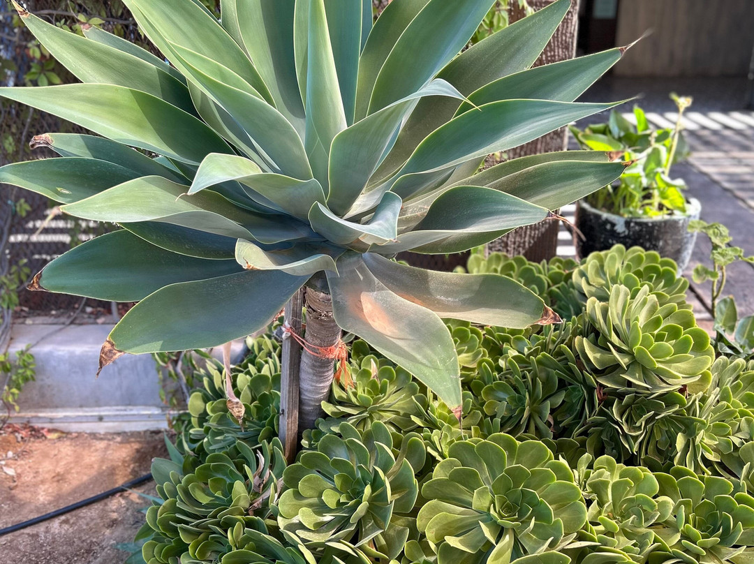 Tours del Valle Emanuel-Ejido El Porvenir必去景点