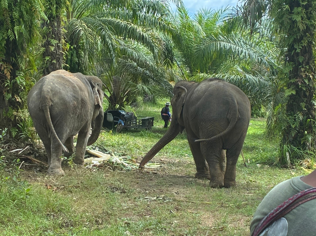 Following Giants - Krabi-Khlong Hin必去景点