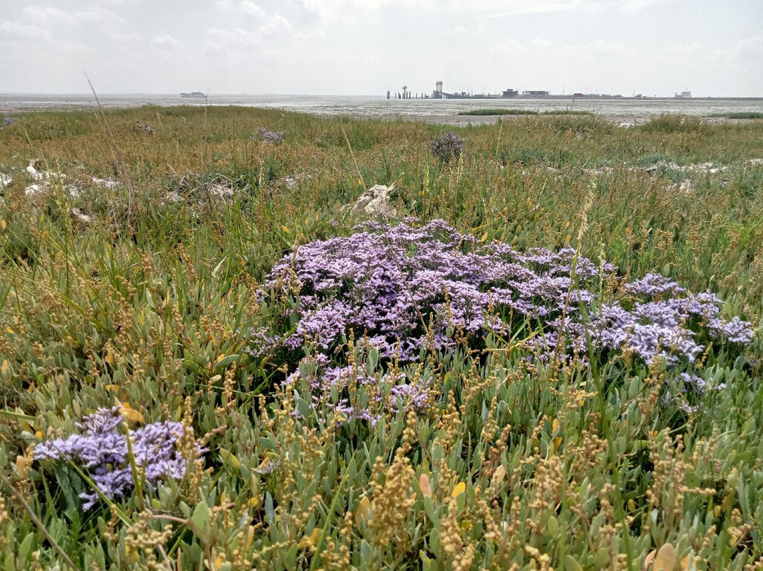 Kwelderpad-Schiermonnikoog必去景点