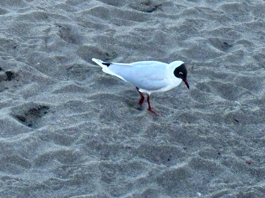 Costanera de Puerto Varas-巴拉斯港必去景点