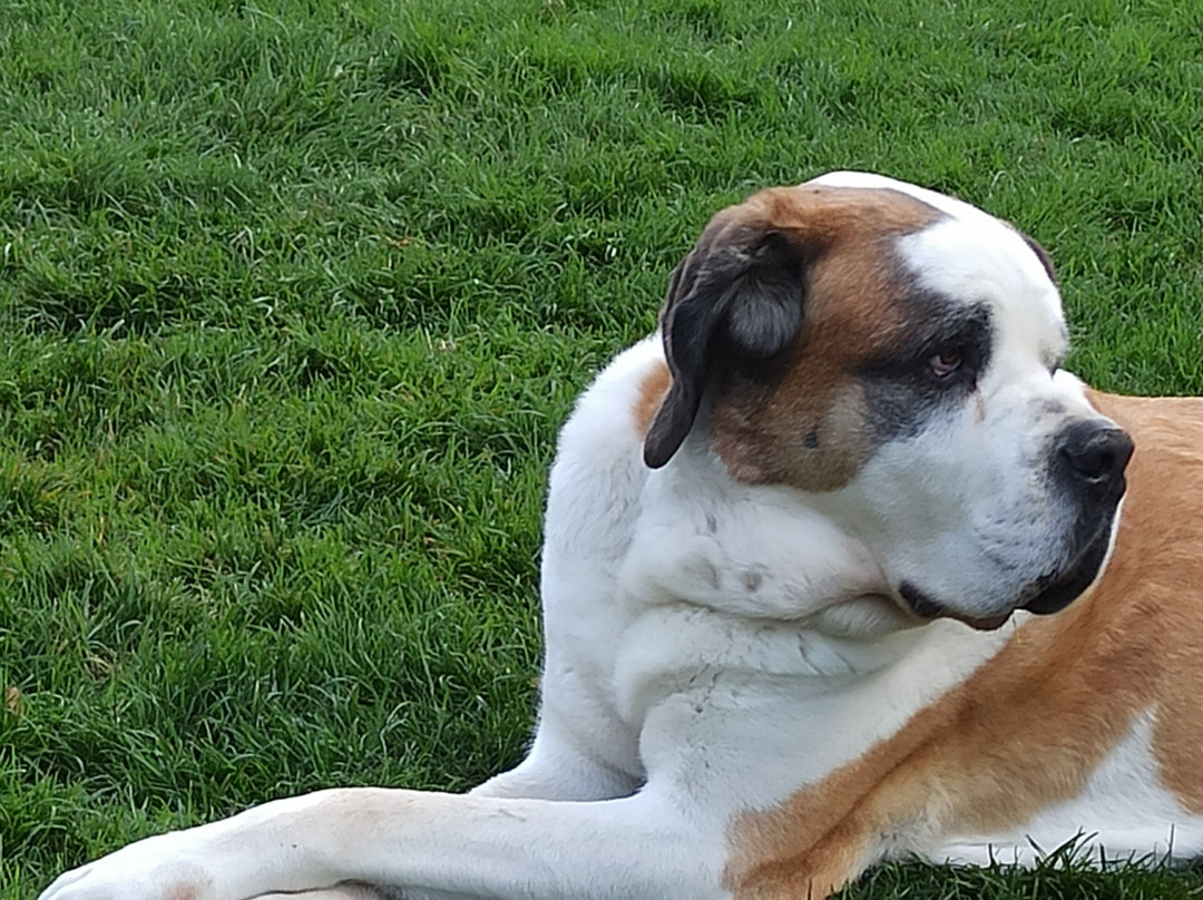 Barryland - Musée Et Chiens Du St-bernard-马蒂尼必去景点