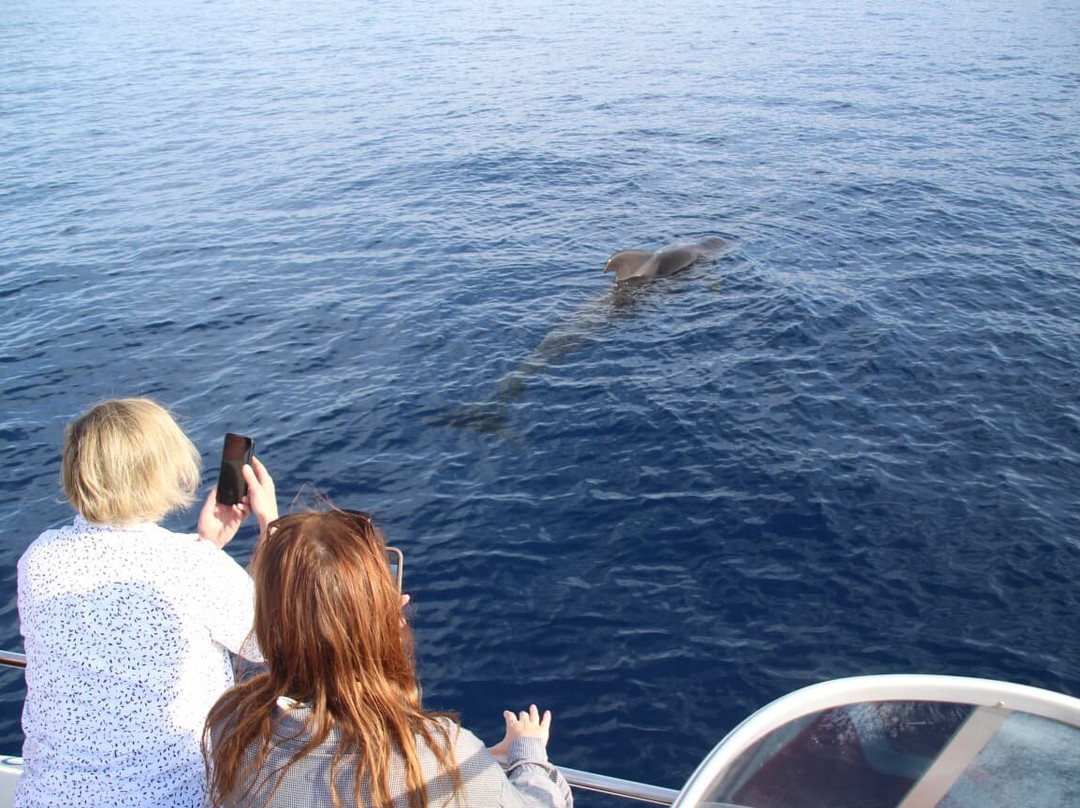 Atlantic Eco Experience | Whale Watching Tenerife-奥德杰海岸必去景点