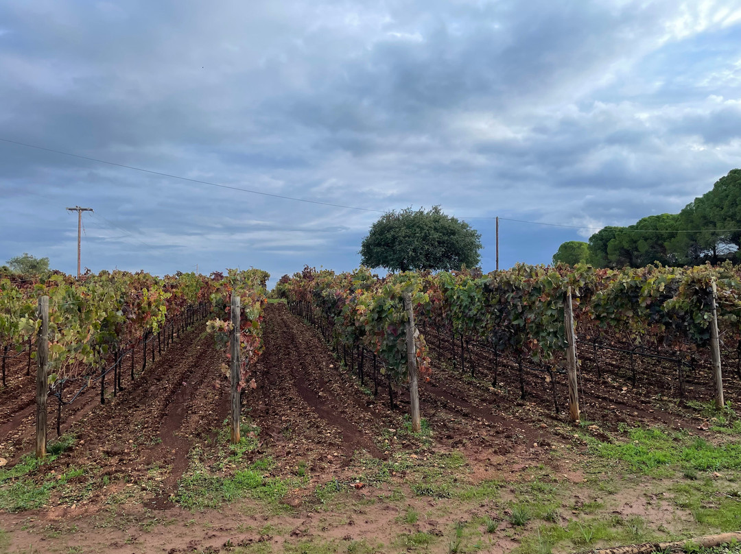 Gentilini Winery & Vineyards-Minia必去景点