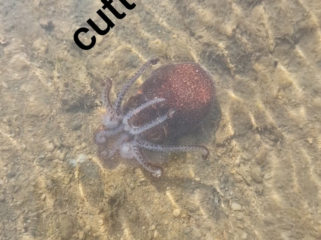 Narara Marine National Park-Devbhumi Dwarka District必去景点