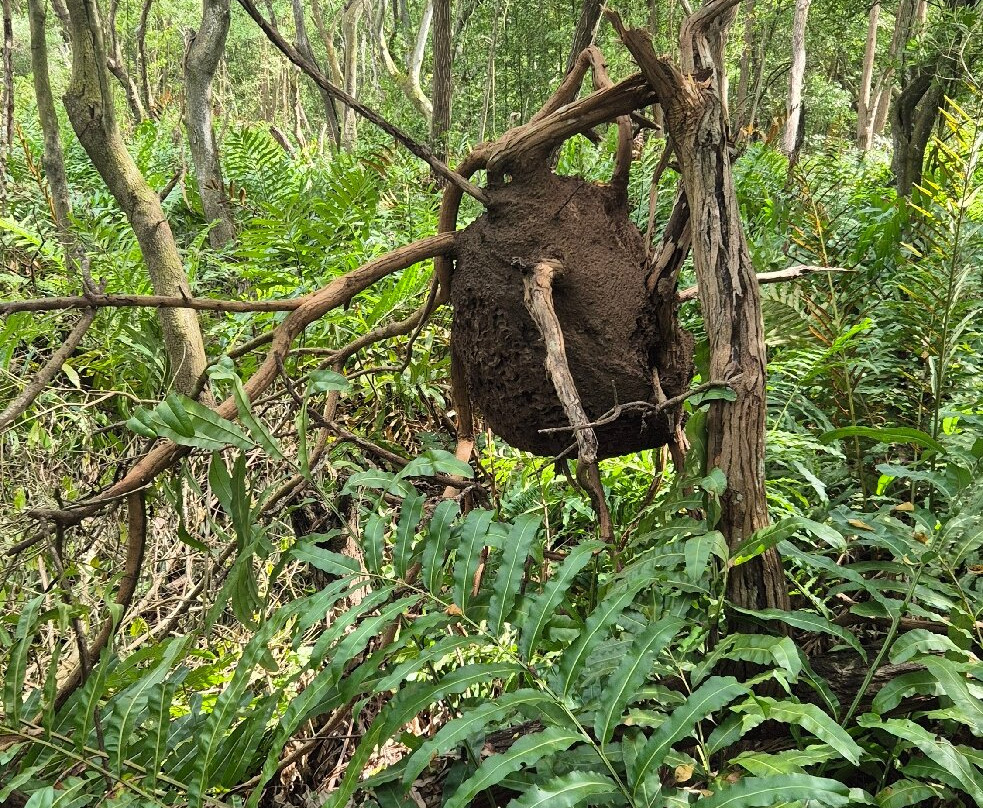 Ecoparque Ciénaga De Mallorquín-Barranquilla必去景点
