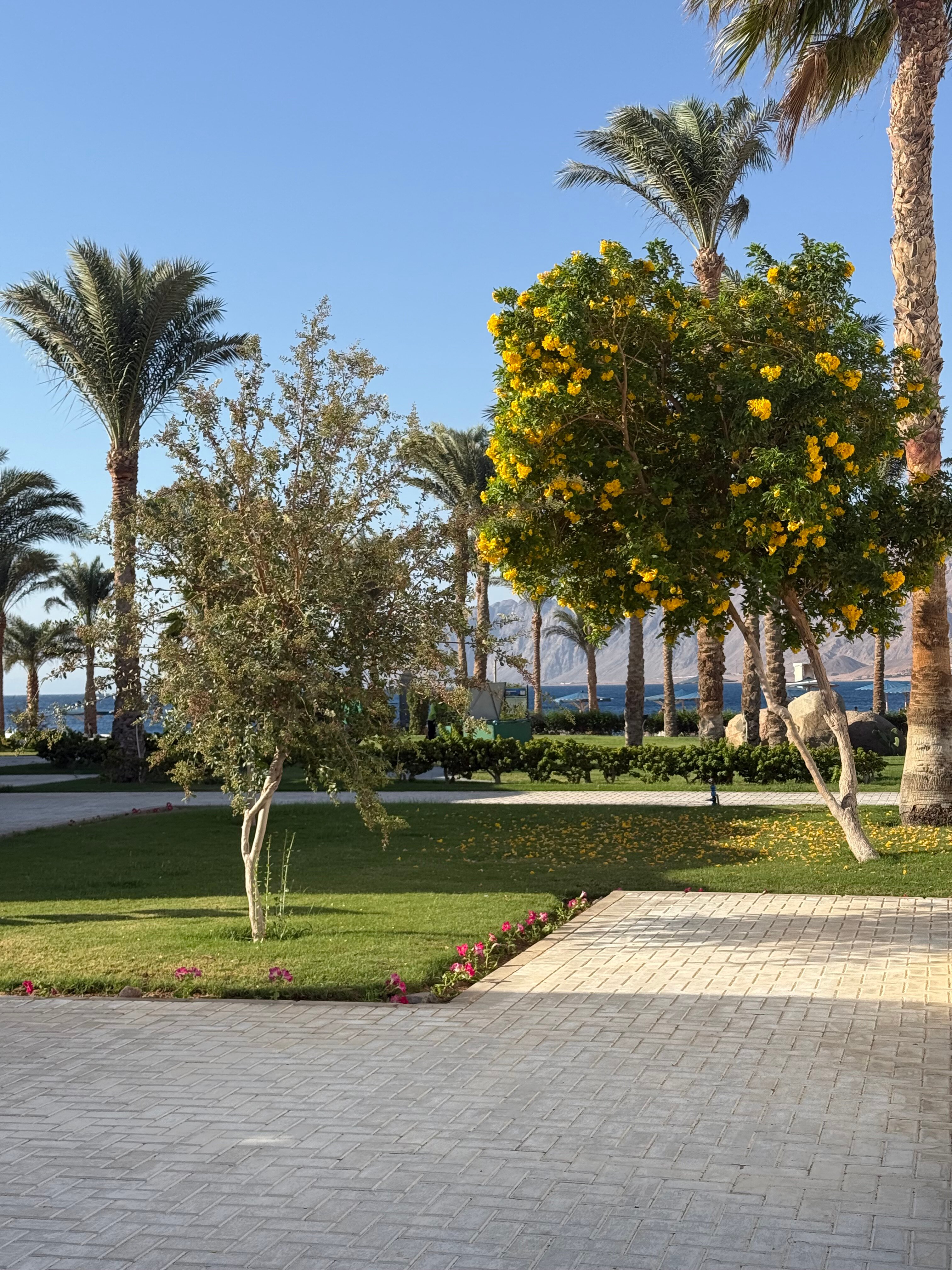 Safir Dahab Resort-官方