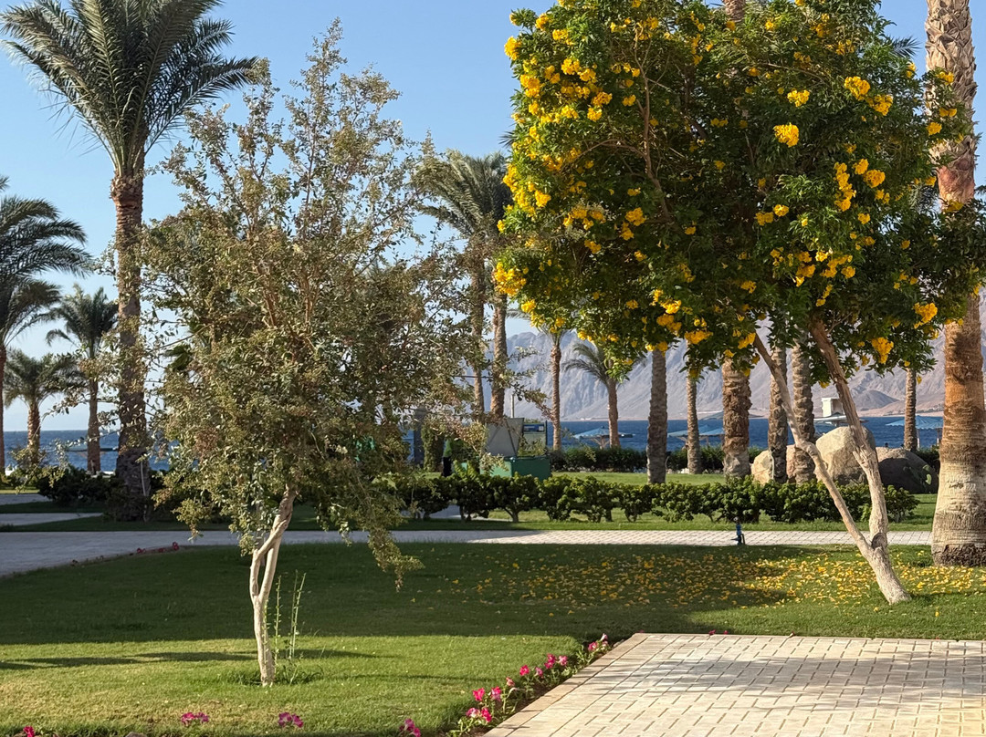 Safir Dahab Resort主图