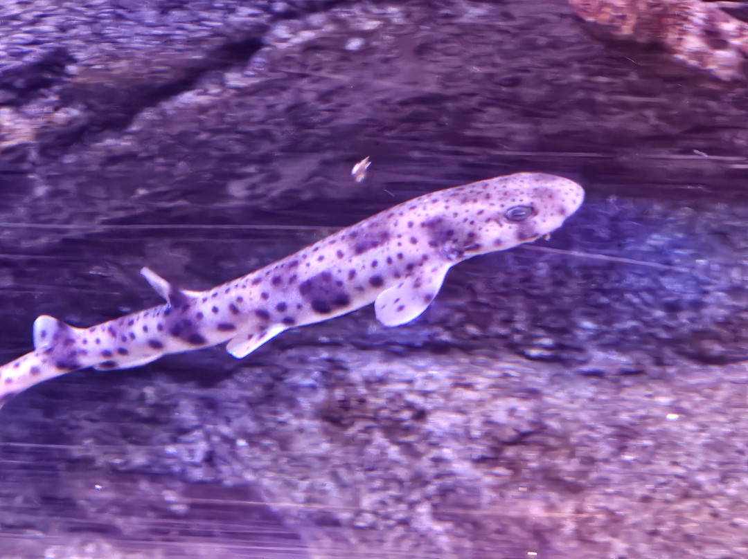 SEA LIFE Konstanz-康士坦茨必去景点