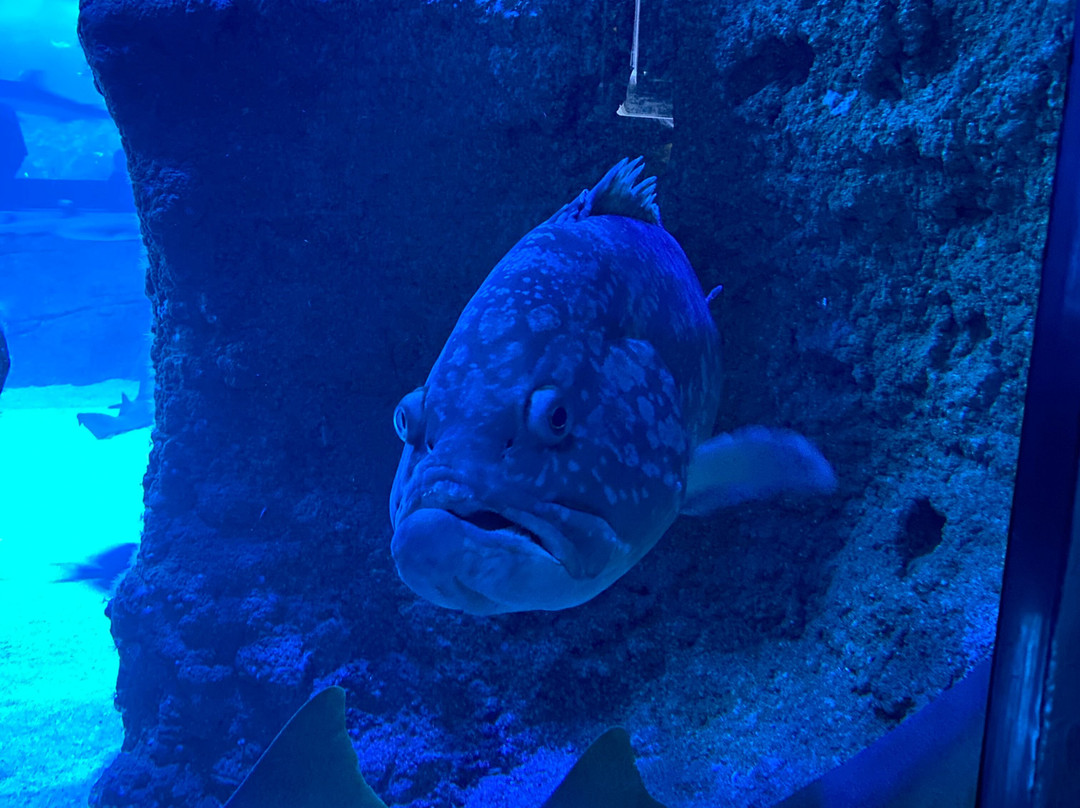 Aquarium de Biarritz-比亚里茨必去景点