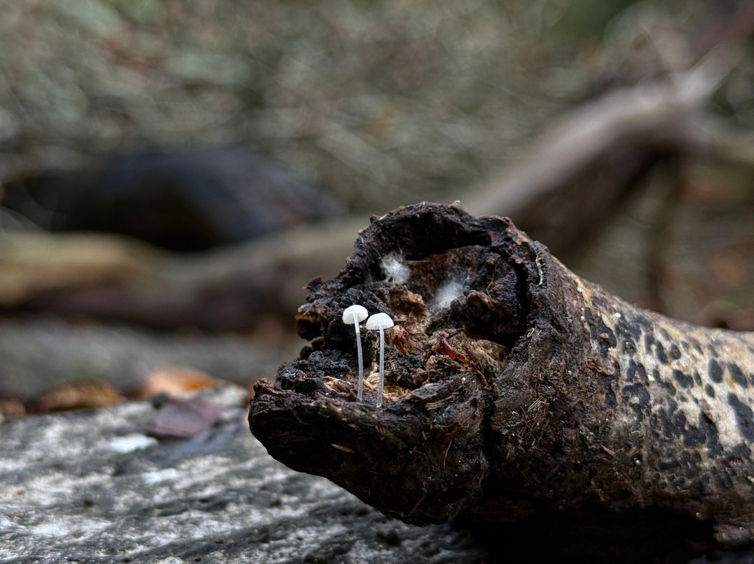 Wild New Forest Guided Tours-利明顿必去景点