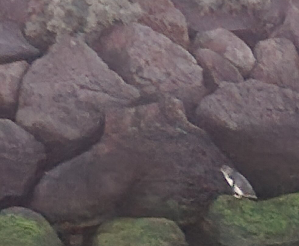 St Kilda Ferry-圣基尔达必去景点