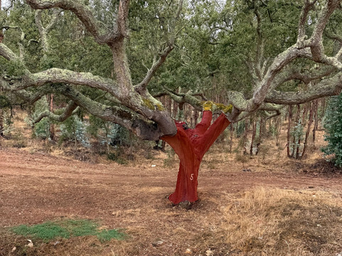 Ride & Roam Portugal-埃武拉必去景点