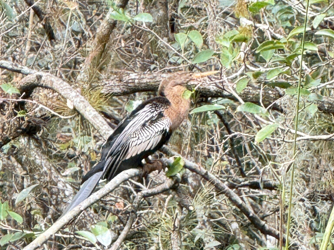 螺旋沼泽鸟兽禁猎区-那不勒斯必去景点