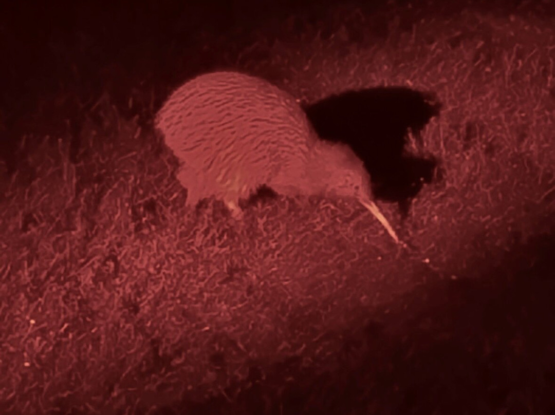 Ruggedy Range Wilderness Experience-斯图尔特岛必去景点