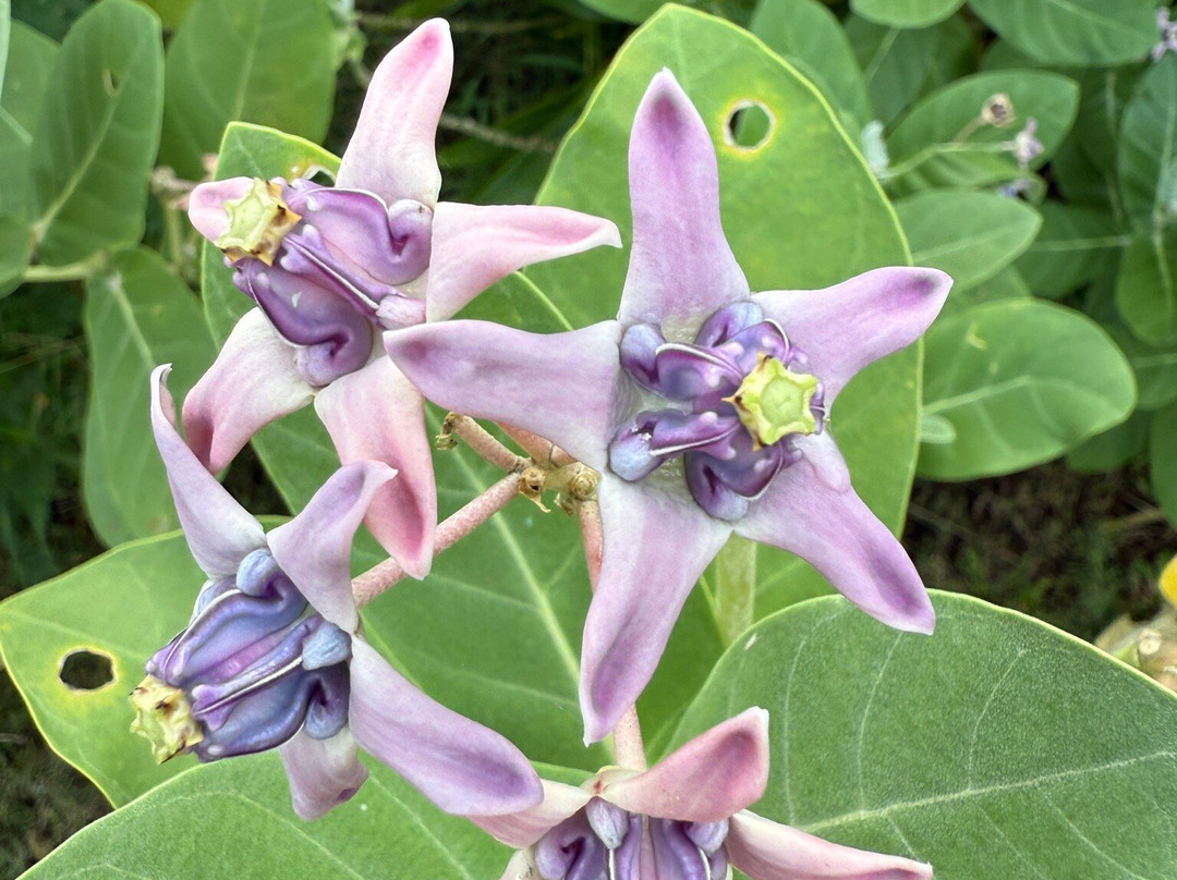 茉莉芳香大厦-图班必去景点